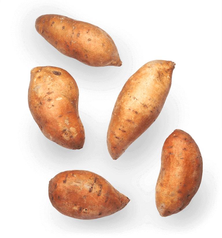 Süßkartoffel Deutschland
